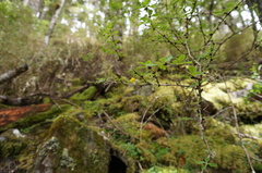 Berberis morrisonensis