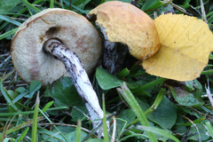 Leccinum luteum