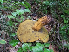 Rugiboletus extremiorientalis