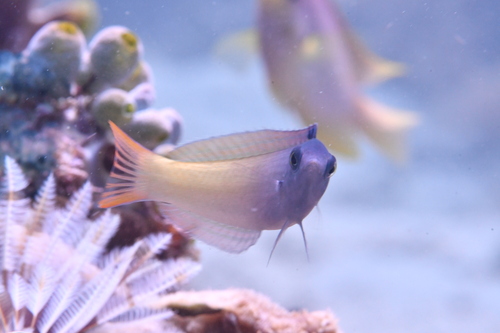 Tweekleur-lipvis (Halichoeres prosopeion) — Labridae — 3