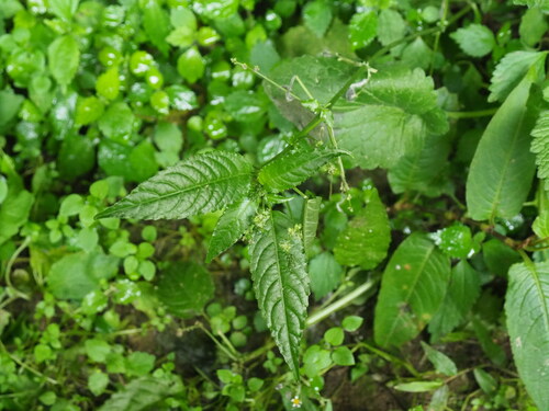 Image of Mercurialis leiocarpa by no rights reserved