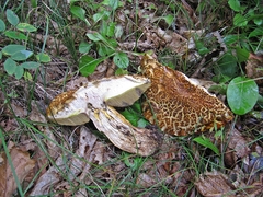 Rugiboletus extremiorientalis