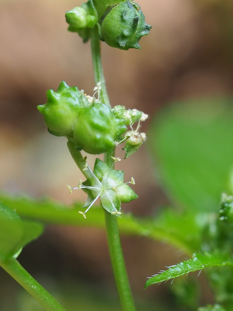 Mercurialis leiocarpa (Mercurialis leiocarpa)
