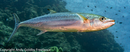 Grammatorcynus bilineatus (Rüppell, 1836)