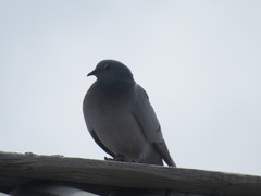 Columba