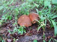 Rugiboletus extremiorientalis