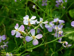 Raphanus sativus raphanistroides