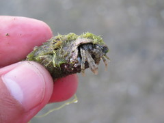 Pagurus criniticornis