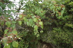 Viburnum betulifolium