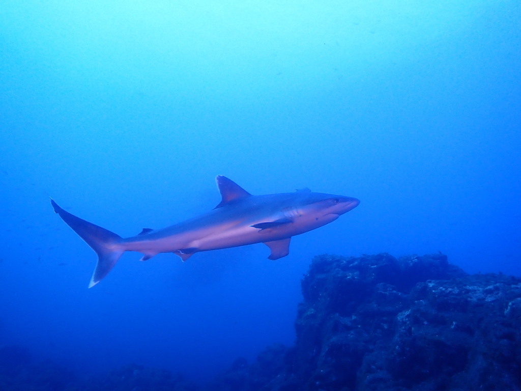 Silvertip shark cruising past a rocky reef