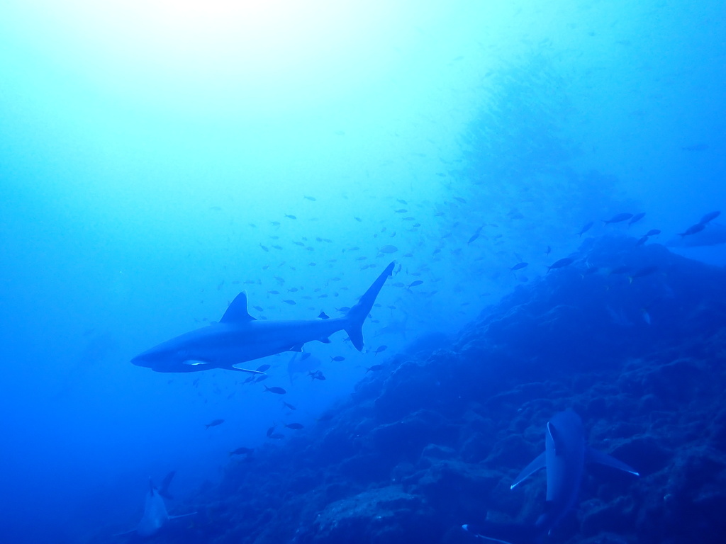Silvertip shark swimming along a reef slope