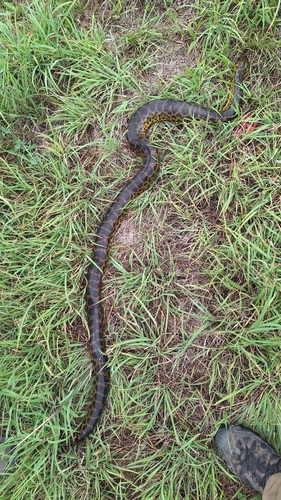 Yellow Anaconda