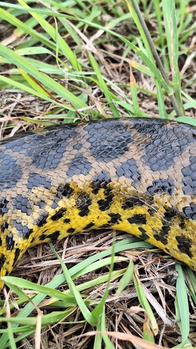 Yellow Anaconda