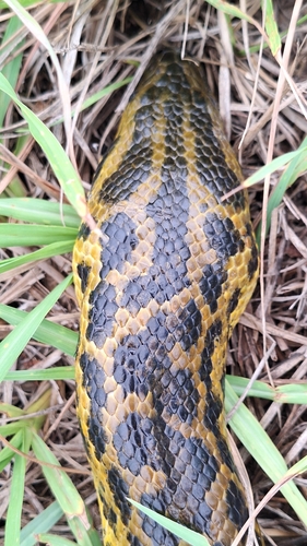 Yellow Anaconda