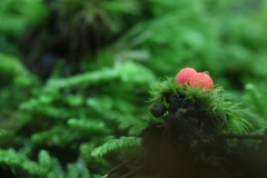 Lycogala exiguum
