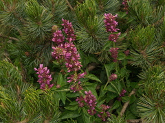 Agastache palmeri leonensis