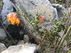 Liparia splendens comantha