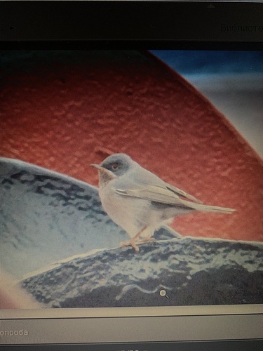 Eastern Subalpine Warbler