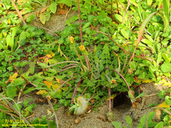 Taraxacum formosanum