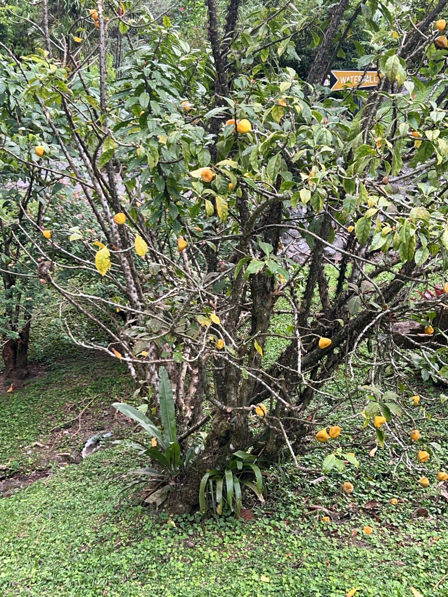 Imagem de Rosa-de-pedra