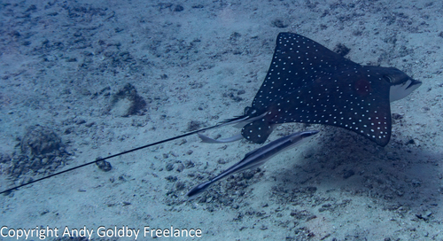 White-spotted Eagle Ray, photo 4 of 7