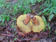 Rugiboletus extremiorientalis