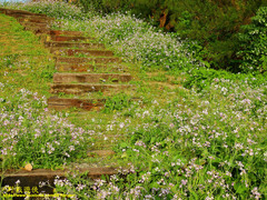 Raphanus sativus raphanistroides