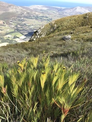 Liparia splendens comantha