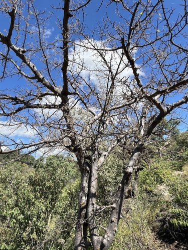 Commiphora mollis