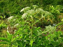 Angelica hirsutiflora