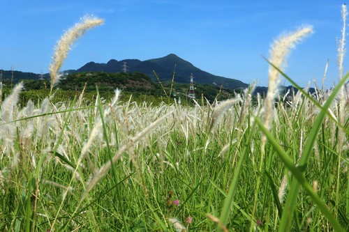 cogongrass (Imperata cylindrica)