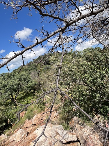 Commiphora mollis