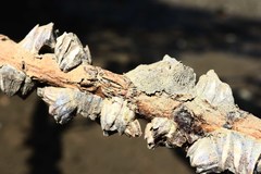 Fistulobalanus albicostatus