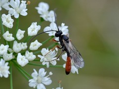 Ctenopelmatinae