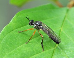 Dioctria