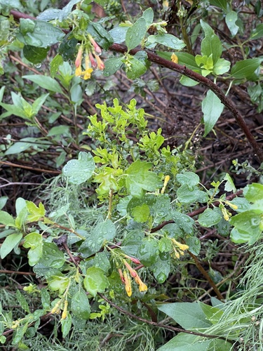 iNaturalist observation photo of golden currant