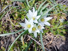 (c) mnauky, some rights reserved (CC BY) Ornithogalum sigmoideum, photograph (c) mnauky, some rights reserved (CC BY)