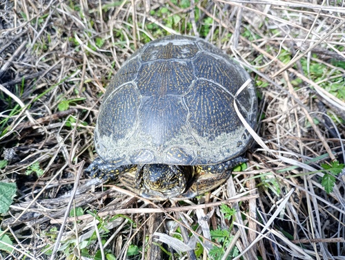 Европейска блатна костенурка (Emys orbicularis)