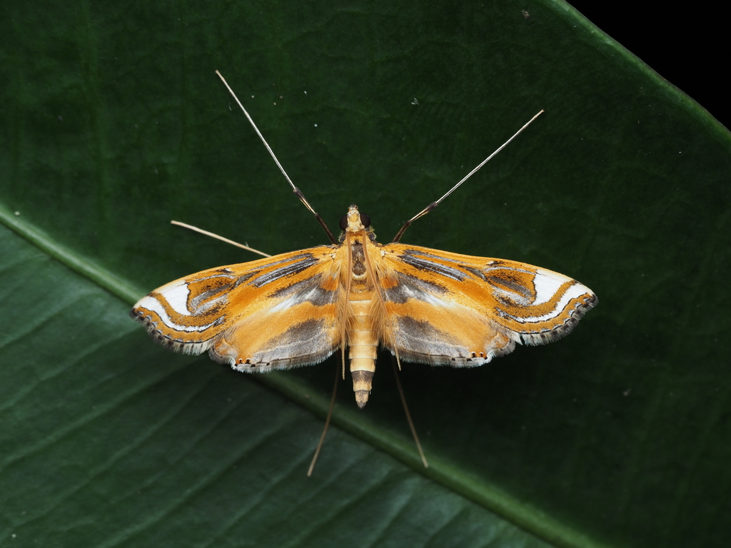 Eoophyla dendrophila