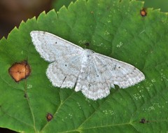 Scopula incanata