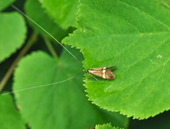 Nemophora degeerella