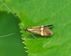 Nemophora degeerella
