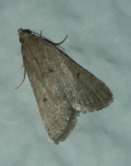 Bostra obsoletalis