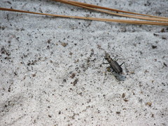 Cicindela punctulata punctulata