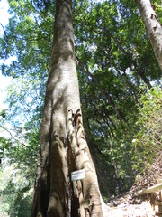 Aspidosperma megalocarpon