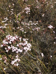 Liparia splendens comantha