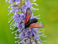 Zygaena osterodensis