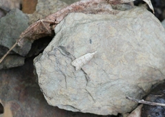 Dichomeris punctidiscellus