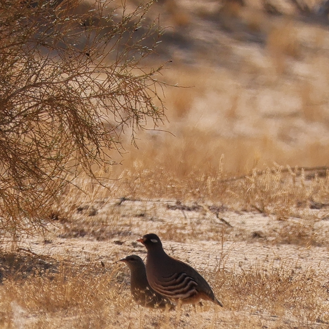 Sand Partridge (Ammoperdix heyi), photo 9