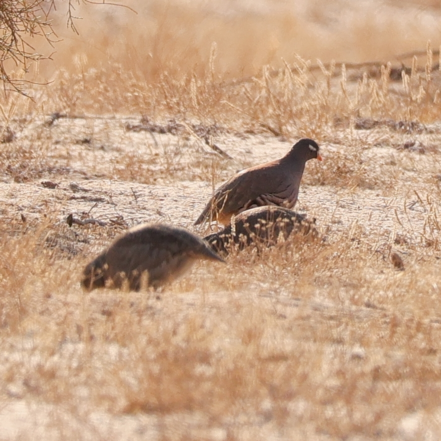 Sand Partridge (Ammoperdix heyi), photo 10